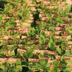 Grevillea Strawberry Pops -Outdoor Garden Care apo strawberry pops grrevillea tubestock labelled