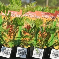 Grevillea Strawberry Pops -Outdoor Garden Care apo strawberry pops grrevillea tubestock labels