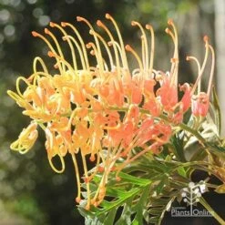Grevillea Strawberry Pops -Outdoor Garden Care apo strawberry pops july