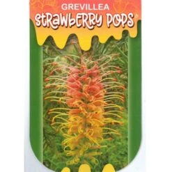 Grevillea Strawberry Pops -Outdoor Garden Care apo strawberry pops label
