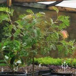 Grevillea Strawberry Pops -Outdoor Garden Care apo strawberry pops motherstock pot