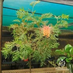 Grevillea Strawberry Pops -Outdoor Garden Care apo strawberry pops motherstock young