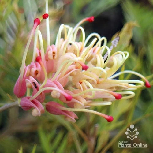 Grevillea Strawberry Sundae 2 Grevillea Strawberry Sundae - Image 2