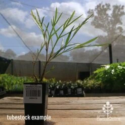 Grevillea Strawberry Sundae 10 Grevillea Strawberry Sundae -Outdoor Garden Care apo strawberry sundae tubestock side