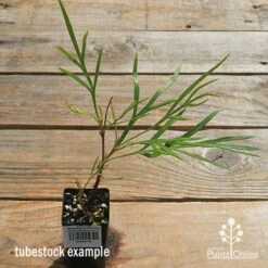 Grevillea Strawberry Sundae 14 Grevillea Strawberry Sundae -Outdoor Garden Care apo strawberry sundae tubestock top