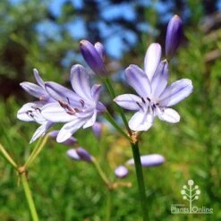 Agapanthus Streamline