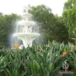 Strelitzia Reginae - Bird Of Paradise 12 Strelitzia Reginae - Bird Of Paradise -Outdoor Garden Care apo strelitzia carlton gardens