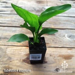 Strelitzia Reginae - Bird Of Paradise 11 Strelitzia Reginae - Bird Of Paradise -Outdoor Garden Care apo strelitzia tubestock top