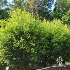 Acmena Sublime -Outdoor Garden Care apo sublime hedge nursery