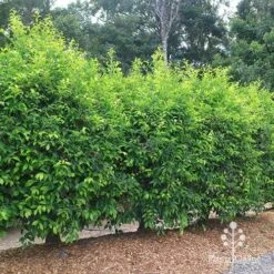 Acmena Sublime -Outdoor Garden Care apo sublime hedge unclipped