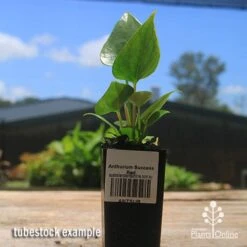 Anthurium Success Red 10 Anthurium Success Red -Outdoor Garden Care apo success red tubestock