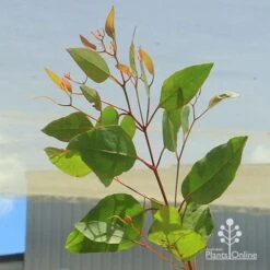 Eucalyptus Summer Scentsation - Flowering Gum 8 Eucalyptus Summer Scentsation - Flowering Gum -Outdoor Garden Care apo summer scentsation foliage