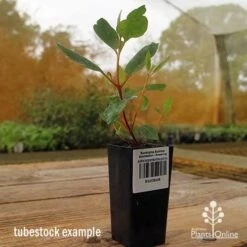 Eucalyptus Summer Scentsation - Flowering Gum 10 Eucalyptus Summer Scentsation - Flowering Gum -Outdoor Garden Care apo summer scentsation gum tubestock