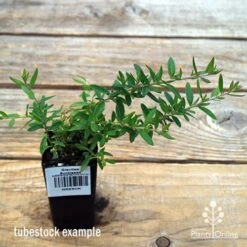 Grevillea Sunkissed -Outdoor Garden Care apo sunkissed tubestock