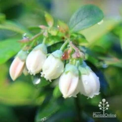 Blueberry Sunshine Blue 18 Blueberry Sunshine Blue -Outdoor Garden Care apo sunshine blue blueberry flowers