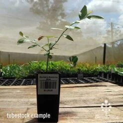 Blueberry Sunshine Blue 20 Blueberry Sunshine Blue -Outdoor Garden Care apo sunshine blue tubestock side