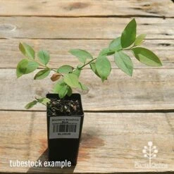 Blueberry Sunshine Blue 14 Blueberry Sunshine Blue -Outdoor Garden Care apo sunshine blue tubestock top