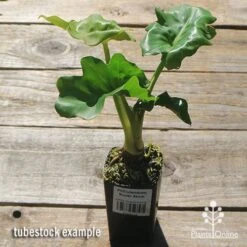 Philodendron Super Atom 25 Philodendron Super Atom -Outdoor Garden Care apo super atom tubestock chunky top 1