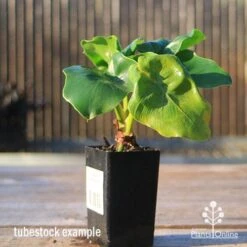 Philodendron Super Atom 20 Philodendron Super Atom -Outdoor Garden Care apo super atom tubestock front