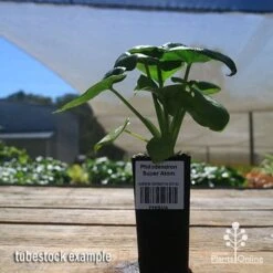 Philodendron Super Atom 21 Philodendron Super Atom -Outdoor Garden Care apo super atom tubestock nursery