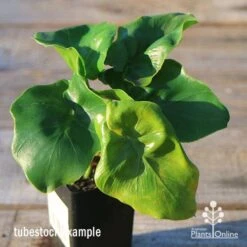 Philodendron Super Atom 18 Philodendron Super Atom -Outdoor Garden Care apo super atom tubestock top 1