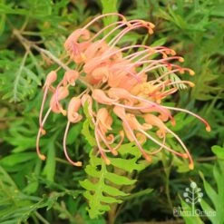 Grevillea Superb -Outdoor Garden Care apo superb grevillea
