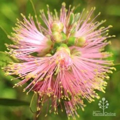 Callistemon Sweet Burst -Outdoor Garden Care apo sweet burst buds opening