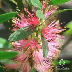 Callistemon Sweet Burst -Outdoor Garden Care apo sweet burst flower ant
