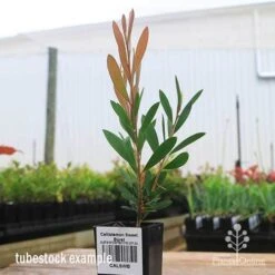 Callistemon Sweet Burst -Outdoor Garden Care apo sweet burst tubestock colour