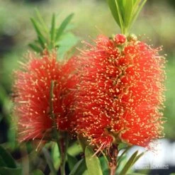 Callistemon Tangerine Dream 16 Callistemon Tangerine Dream -Outdoor Garden Care apo tangerine dream callistemon