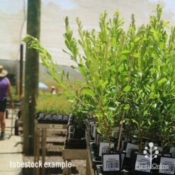 Callistemon Tangerine Dream 14 Callistemon Tangerine Dream -Outdoor Garden Care apo tangerine dream tall tubestocks