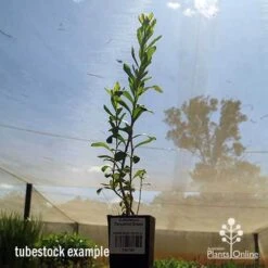 Callistemon Tangerine Dream 12 Callistemon Tangerine Dream -Outdoor Garden Care apo tangerine dream tubestock