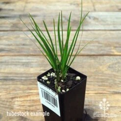 Lomandra Tanika -Outdoor Garden Care apo tanika tubestock