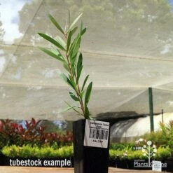 Callistemon Taree Pink -Outdoor Garden Care apo taree pink tubestock