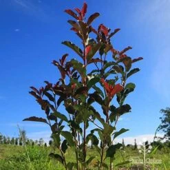 Photinia Thin Red -Outdoor Garden Care apo thin red habit blue sky