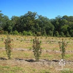 Photinia Thin Red -Outdoor Garden Care apo thin red nursery hedge 2