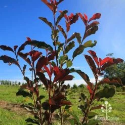 Photinia Thin Red -Outdoor Garden Care apo thin red nursery planting