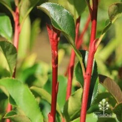 Photinia Thin Red -Outdoor Garden Care apo thin red red stems 2