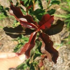 Photinia Thin Red -Outdoor Garden Care apo thin red twisty leaf