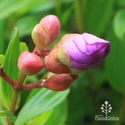 Tibouchina Allure -Outdoor Garden Care apo tibouchina allure bud