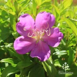 Outdoor Garden Care -Outdoor Garden Care apo tibouchina allure flower