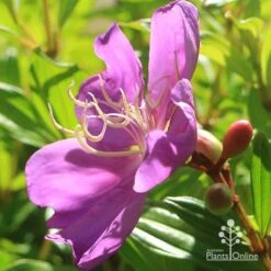 Tibouchina Allure
