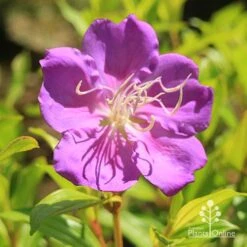 Tibouchina Allure -Outdoor Garden Care apo tibouchina allure flower2