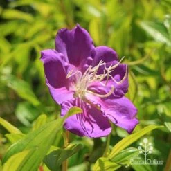 Tibouchina Allure -Outdoor Garden Care apo tibouchina allure flower 1