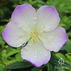 Tibouchina Illusion 20 Tibouchina Illusion -Outdoor Garden Care apo tibouchina illusion flower perfect
