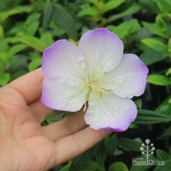 Tibouchina Illusion 27 Tibouchina Illusion -Outdoor Garden Care apo tibouchina illusion flower size