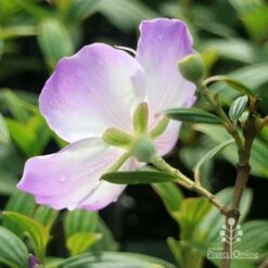 Tibouchina Illusion 31 Tibouchina Illusion -Outdoor Garden Care apo tibouchina illusion reverse