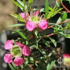 Leptospermum Tickled Pink -Outdoor Garden Care apo tickled pink above