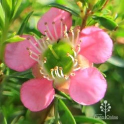 Leptospermum Tickled Pink -Outdoor Garden Care apo tickled pink flower close 1