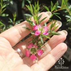 Leptospermum Tickled Pink -Outdoor Garden Care apo tickled pink flower size